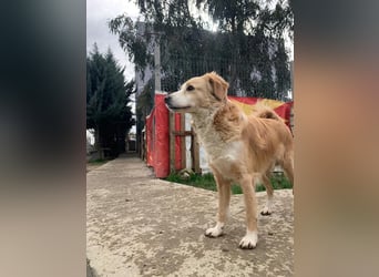 Axel (4) sucht ein sicheres Zuhause