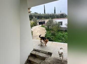 Evie (1-2) unsere scheue Schönheit