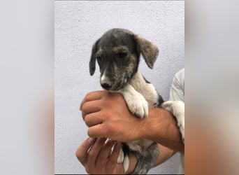 Mojo (3) wartet auf ein Zuhause