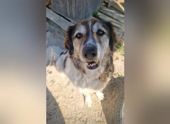 Drago (8/9) sucht ein gemütliches Plätzchen