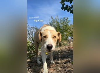 Cleo (2) ist bereit für ein Zuhause