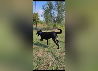 Bellissima eine wahre black beauty