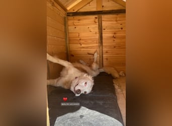 Yoshi (9) sucht einen ruhigen Platz