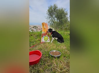 Kira (1) sucht ein Zuhause