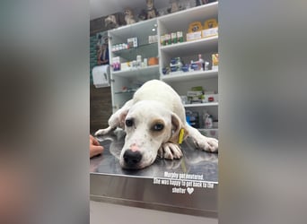 Murphy (3) sucht Ihr Happy End