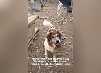 Drago (8/9) sucht ein gemütliches Plätzchen