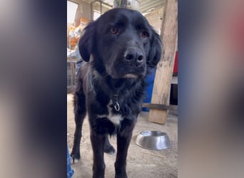 Nero (4) wartet schon so lange....