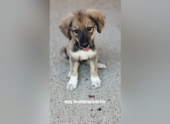 Rocky hat sich durchgeboxt