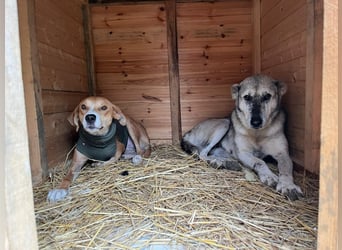 Milly (3) unsere dreibeinige Kämpferin sucht ein Zuhause