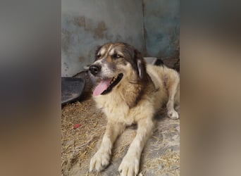 Drago (8/9) sucht ein gemütliches Plätzchen
