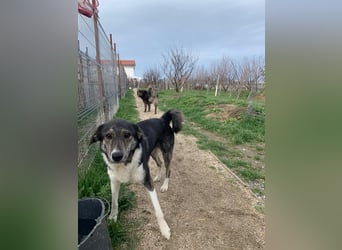 Mojo (3) wartet auf ein Zuhause