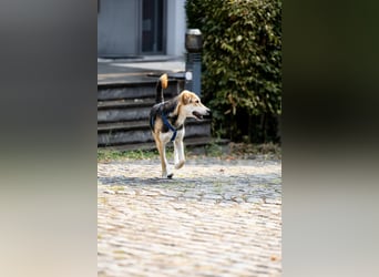 Sunny (4) sucht ein Zuhause