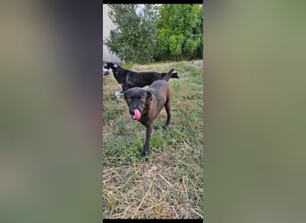 Bellissima eine wahre black beauty