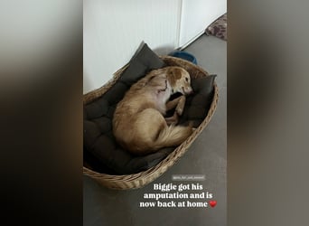 Biggi (2) unser dreibeiniger Sonnenschein