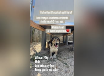 Alfonzo (3) sucht seine Familie