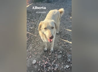 Alberta (3) wartet auf Dich