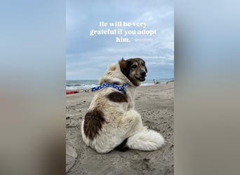 Drago (8/9) sucht ein gemütliches Plätzchen