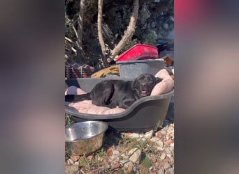 Nero (4) wartet schon so lange....