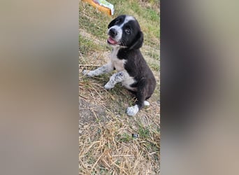 Kira (1) sucht ein Zuhause