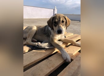 Alfonzo (3) sucht seine Familie