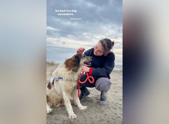 Drago (8/9) sucht ein gemütliches Plätzchen