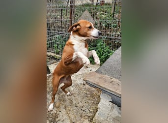 Fanja (8) unsere Kämpferin mit Herz (Bully Mischling)
