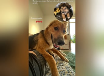 Evie (1-2) unsere scheue Schönheit