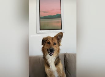 Evie (1-2) unsere scheue Schönheit