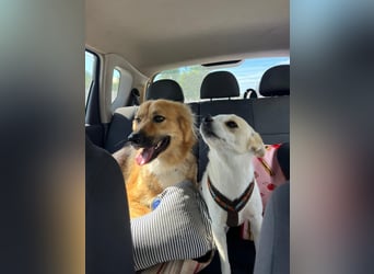 Evie (1-2) unsere scheue Schönheit