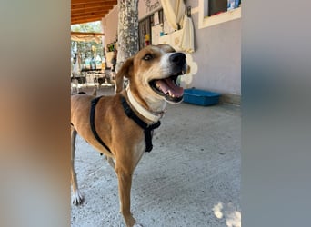Milly (3) unsere dreibeinige Kämpferin sucht ein Zuhause