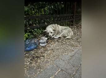 Josie (8) sucht einen Platz zum Entspannen