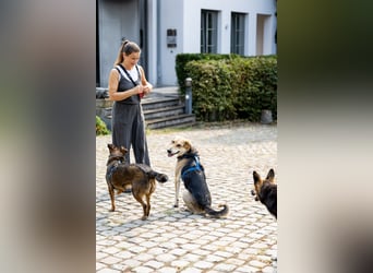 Sunny (4) sucht ein Zuhause