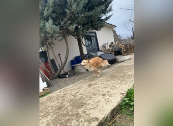 Axel (4) sucht ein sicheres Zuhause
