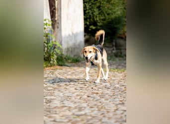 Sunny (4) sucht ein Zuhause