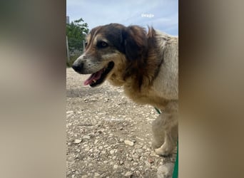 Drago (8/9) sucht ein gemütliches Plätzchen