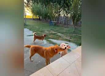 Murphy (3) sucht Ihr Happy End