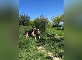 Pepper (2) ist eine wunderschöne junge Hündin - bereit für ein Zuhause