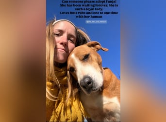 Fanja (8) unsere Kämpferin mit Herz (Bully Mischling)