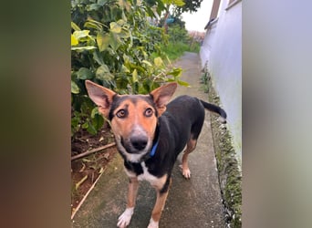 Shila (5) sucht nach einem liebevollen Zuhause