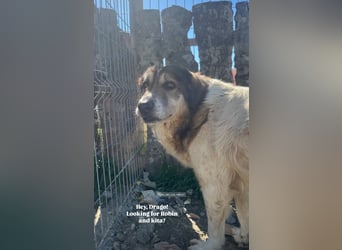 Drago (8/9) sucht ein gemütliches Plätzchen