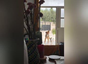 Evie (1-2) unsere scheue Schönheit