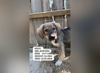 Rocky hat sich durchgeboxt