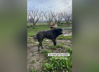 Nero (4) wartet schon so lange....