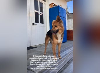 Evie (1-2) unsere scheue Schönheit