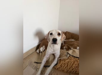 Murphy (3) sucht Ihr Happy End