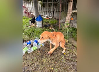Milly (3) unsere dreibeinige Kämpferin sucht ein Zuhause