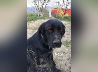 Nero (4) wartet schon so lange....