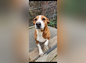Fanja (8) unsere Kämpferin mit Herz (Bully Mischling)