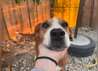 Fanja (8) unsere Kämpferin mit Herz (Bully Mischling)