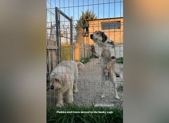 Alfonzo (3) sucht seine Familie